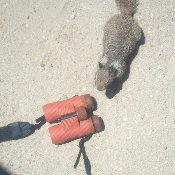 Ground squirrel beside a pair of orange Nocs binoculars